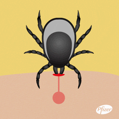 Tick removal process